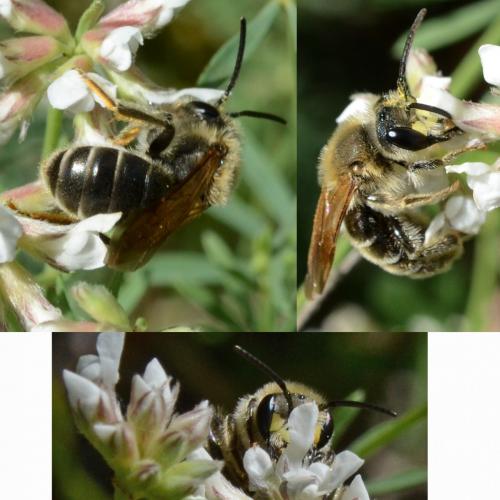 Andrena labialis